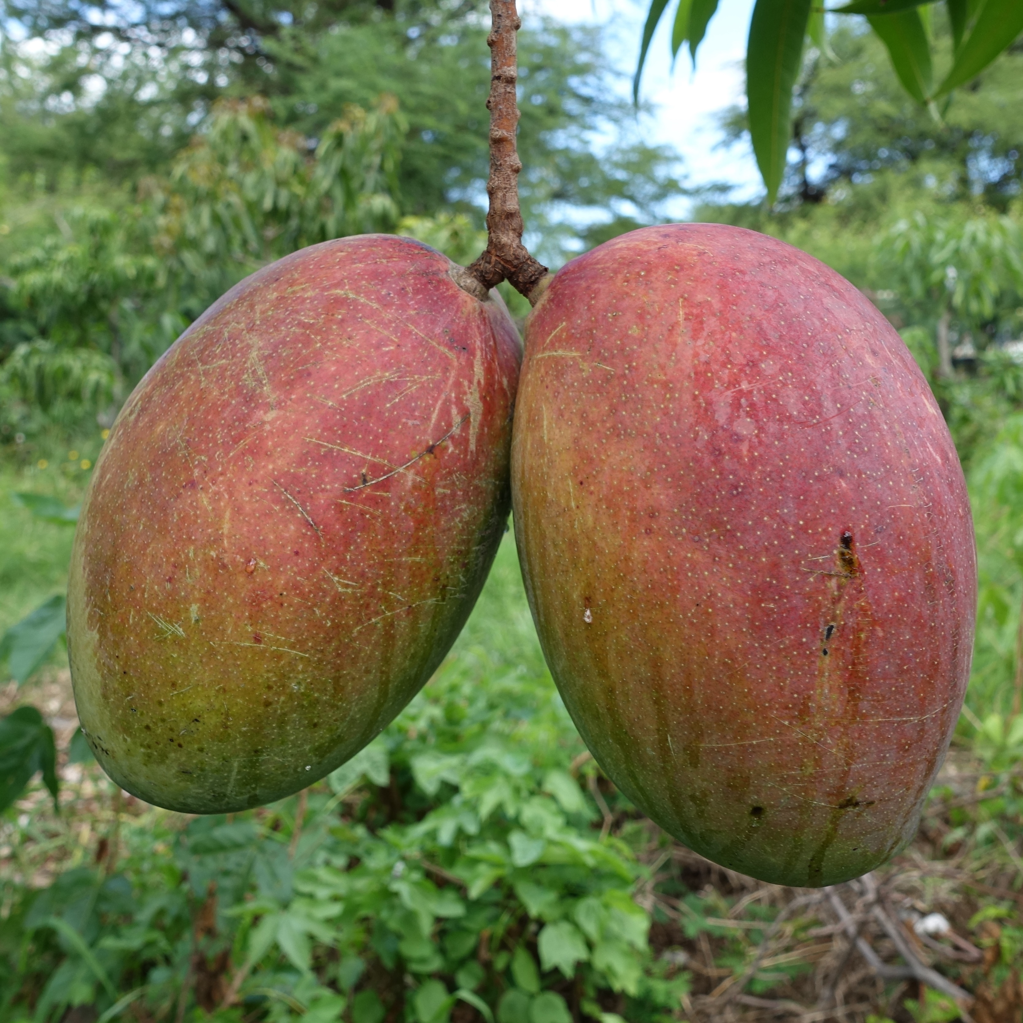 Mango (Mangifera indica)_29398305045_o638682688115412646
